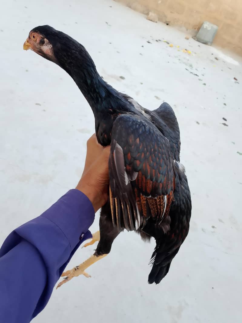 Sindhi Hen 0