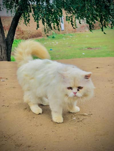 Majboori main sale karna par ray ha