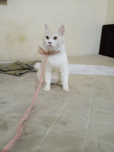 khobsorat si cat he 03142594484