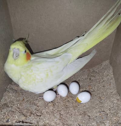cockatiels for sale