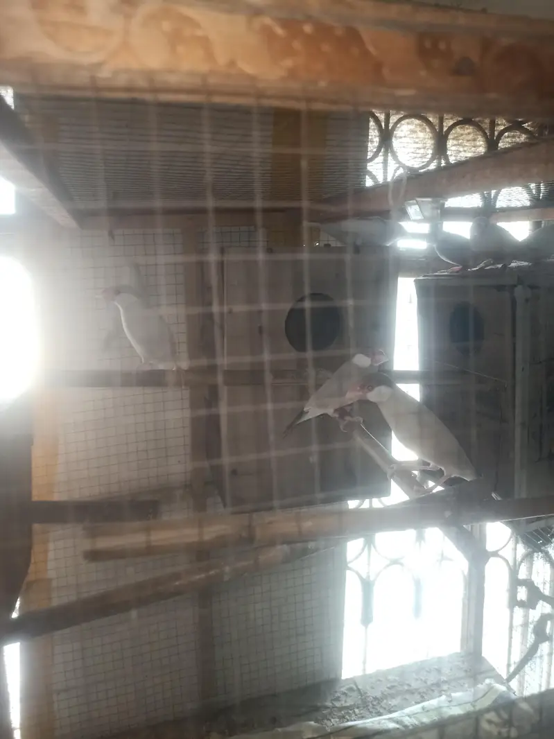 Finches opl fawan and albino, Astaline parrots
