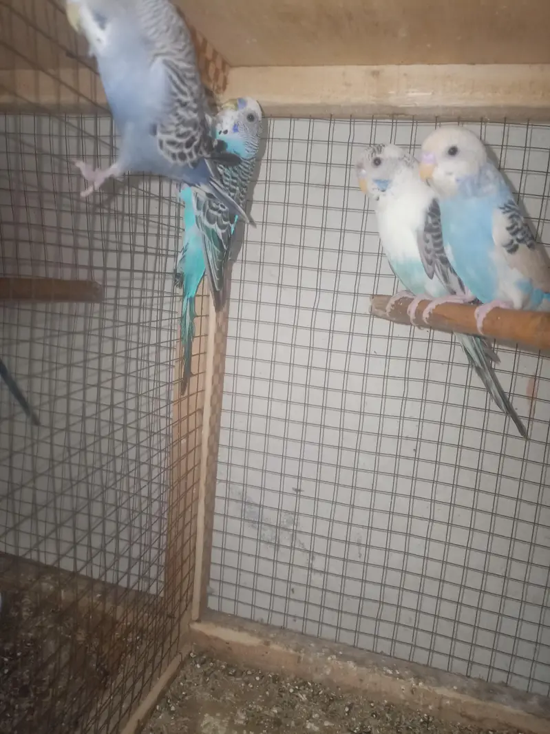 Finches opl fawan and albino, Astaline parrots — photo 2