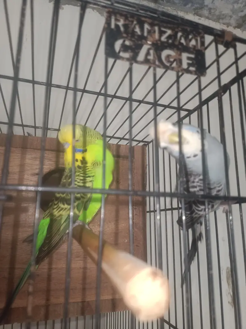 Finches opl fawan and albino, Astaline parrots — photo 3