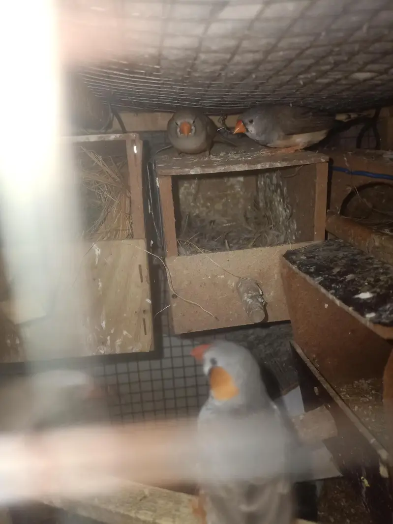 Finches opl fawan and albino, Astaline parrots — photo 4