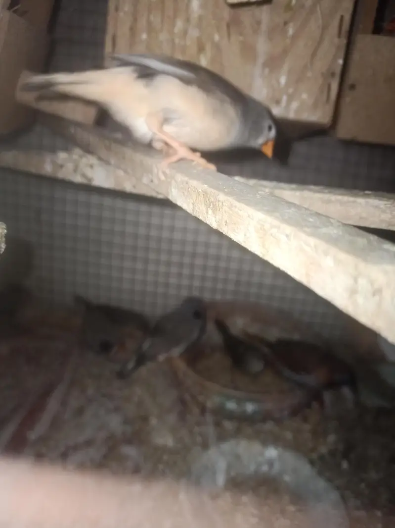 Finches opl fawan and albino, Astaline parrots — photo 5