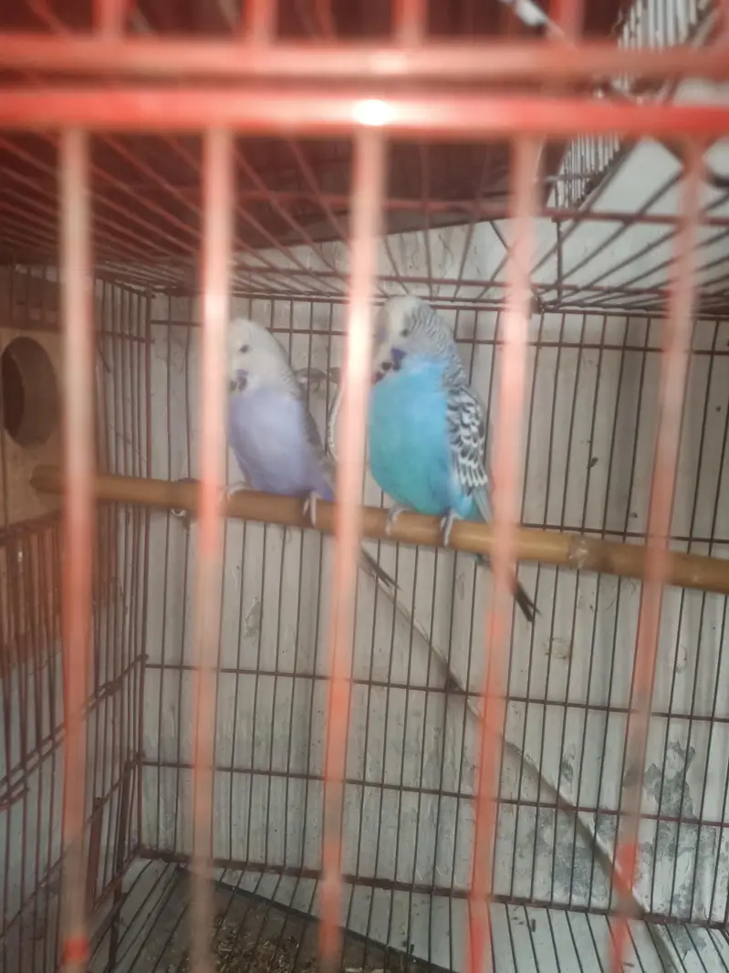 Finches opl fawan and albino, Astaline parrots — photo 6