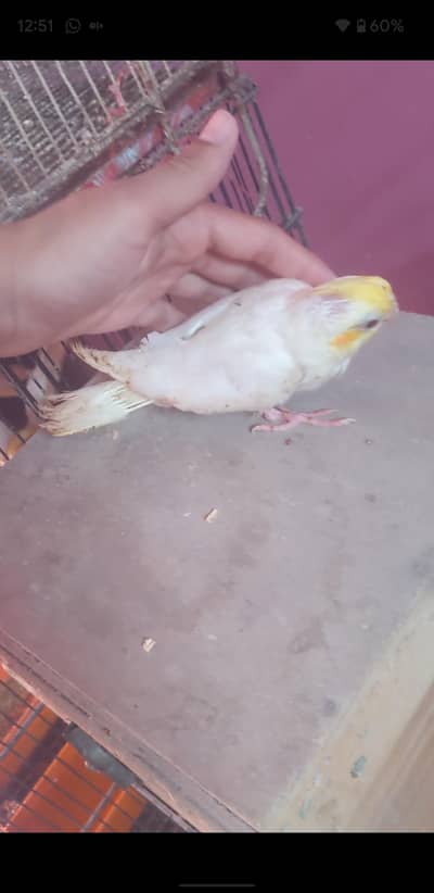 Cockatiel Chciks