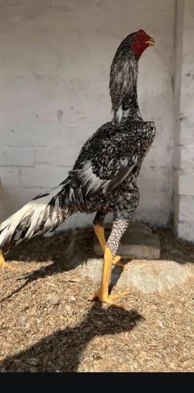 urgent sale only 17000 hight 2.5 contact 03214167286