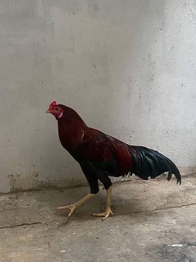 aseel murga for sell