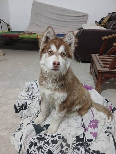 husky male 70 days