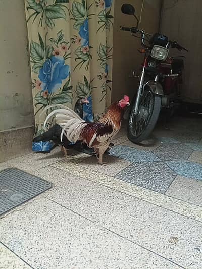 pair of a cock and hen