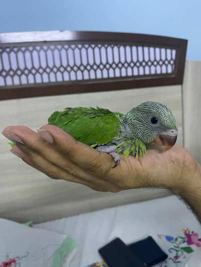 Green ringneck chick