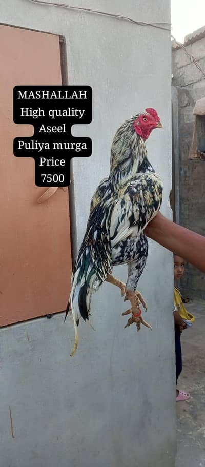 only call WhatsApp aseel murga