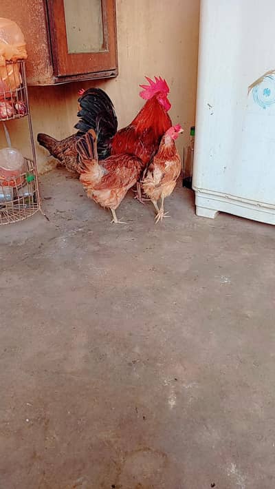 mirsi murgi or murga  for sale