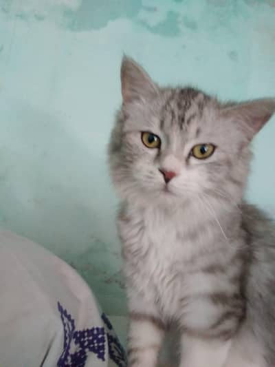 Persian cat rare colour