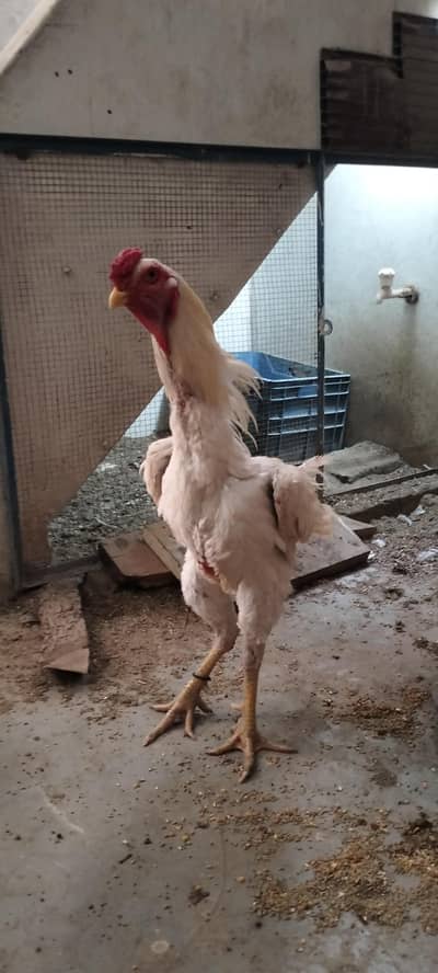 White German Shamo Male For Sale