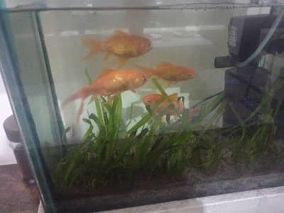 aquarium with gold fish