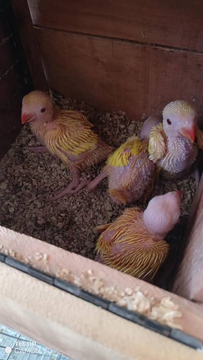 Yellow and Blue Ringneck available