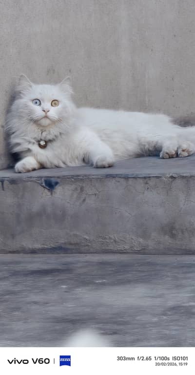 Persian male cat