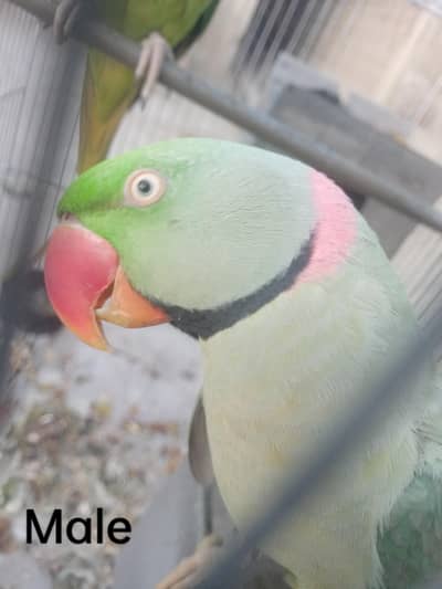 Mature Alexandrine Parrot Pair Ready to Breed