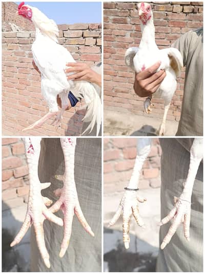 heera aseel | kandhari aseel | shamo aseel | aseel 03096360200