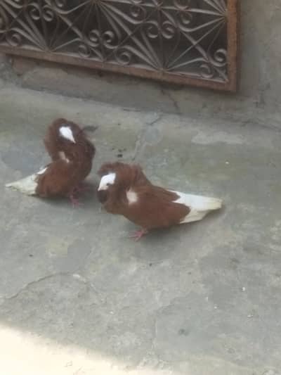 jacobin pair for sale