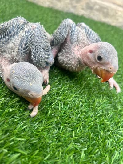 Pahari/ Raw chicks for sale