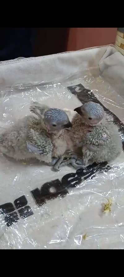 Red Collar lorrie Green ringneck Blue ringneck Raw parrot Chicks