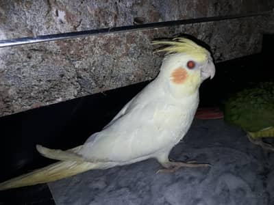 Common white red eye chick best for hand taming