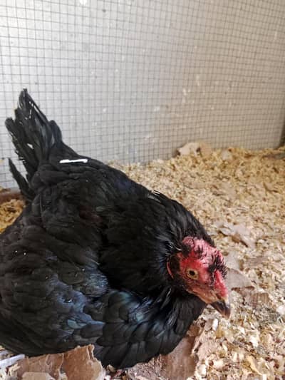 black female meanwali