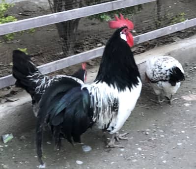 Lakenvelder Trio Active vaccinated