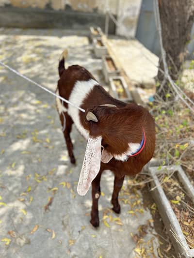Punjabi Breed Bakra – Healthy & Active
