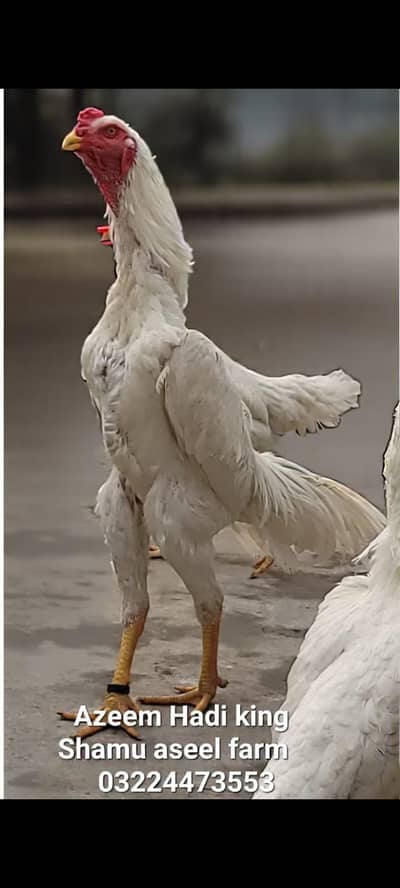 top quality one shamo female chick