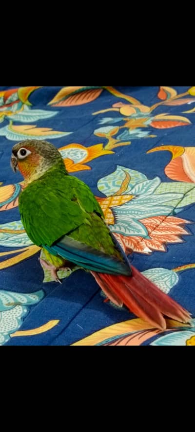 gTamed green cheek conure high red factor + yellow side