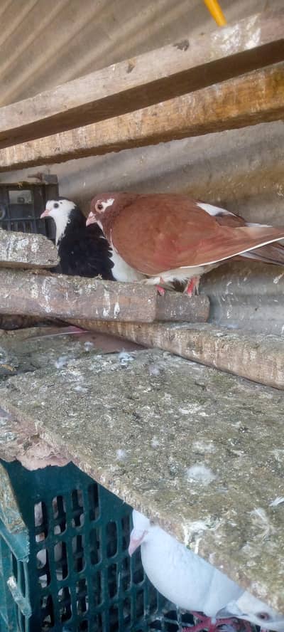 کبوتر فور سیل