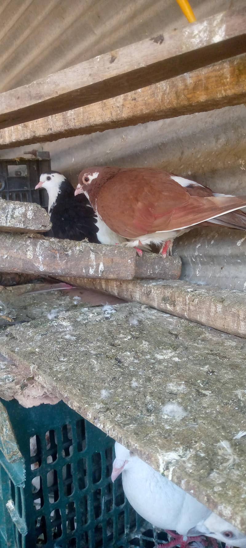 کبوتر فور سیل 0