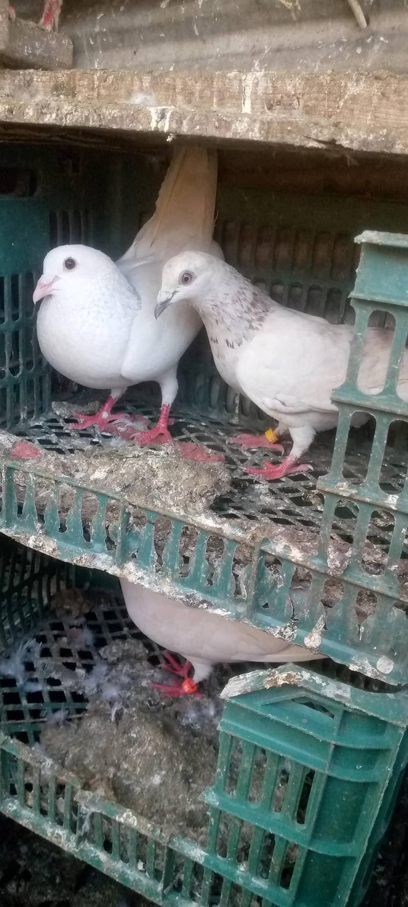 کبوتر فور سیل 1