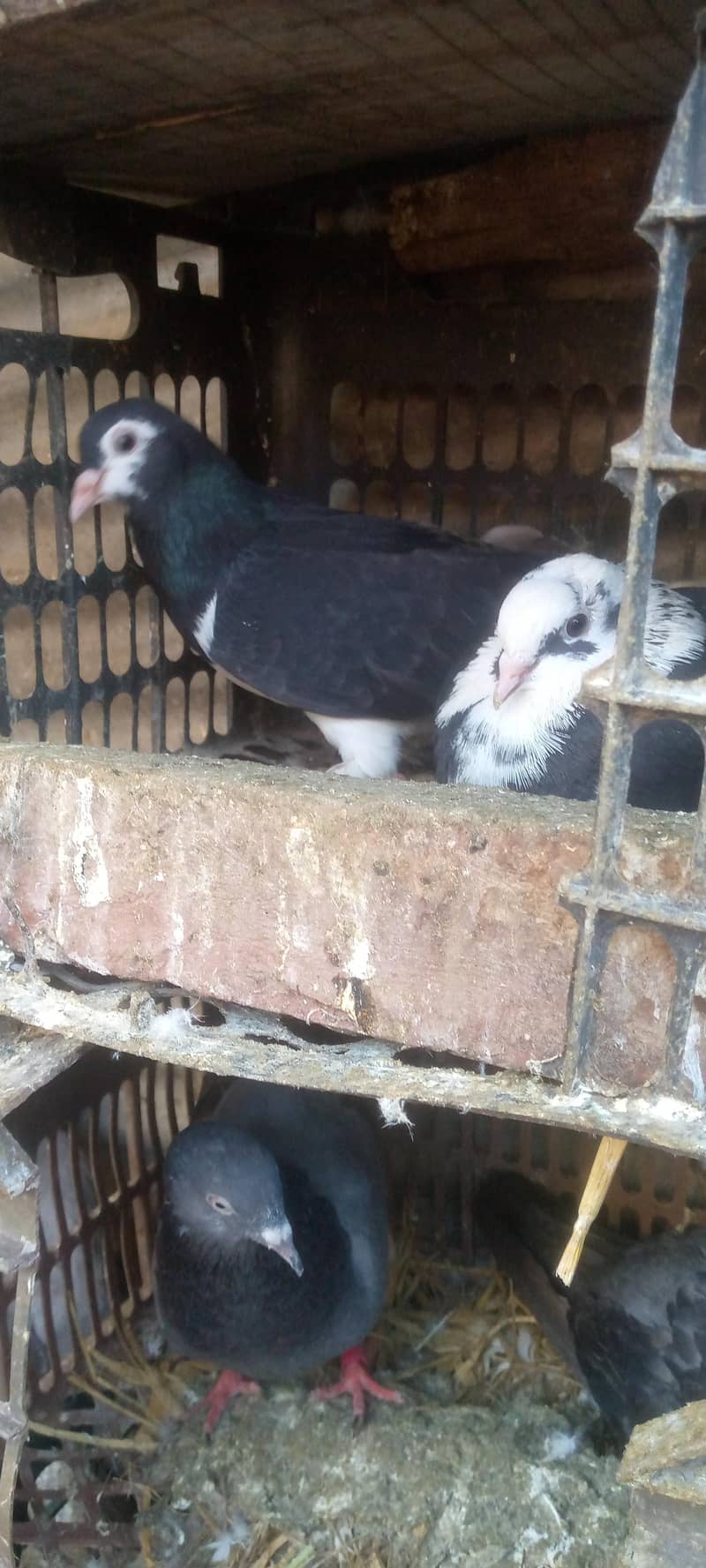 کبوتر فور سیل 2