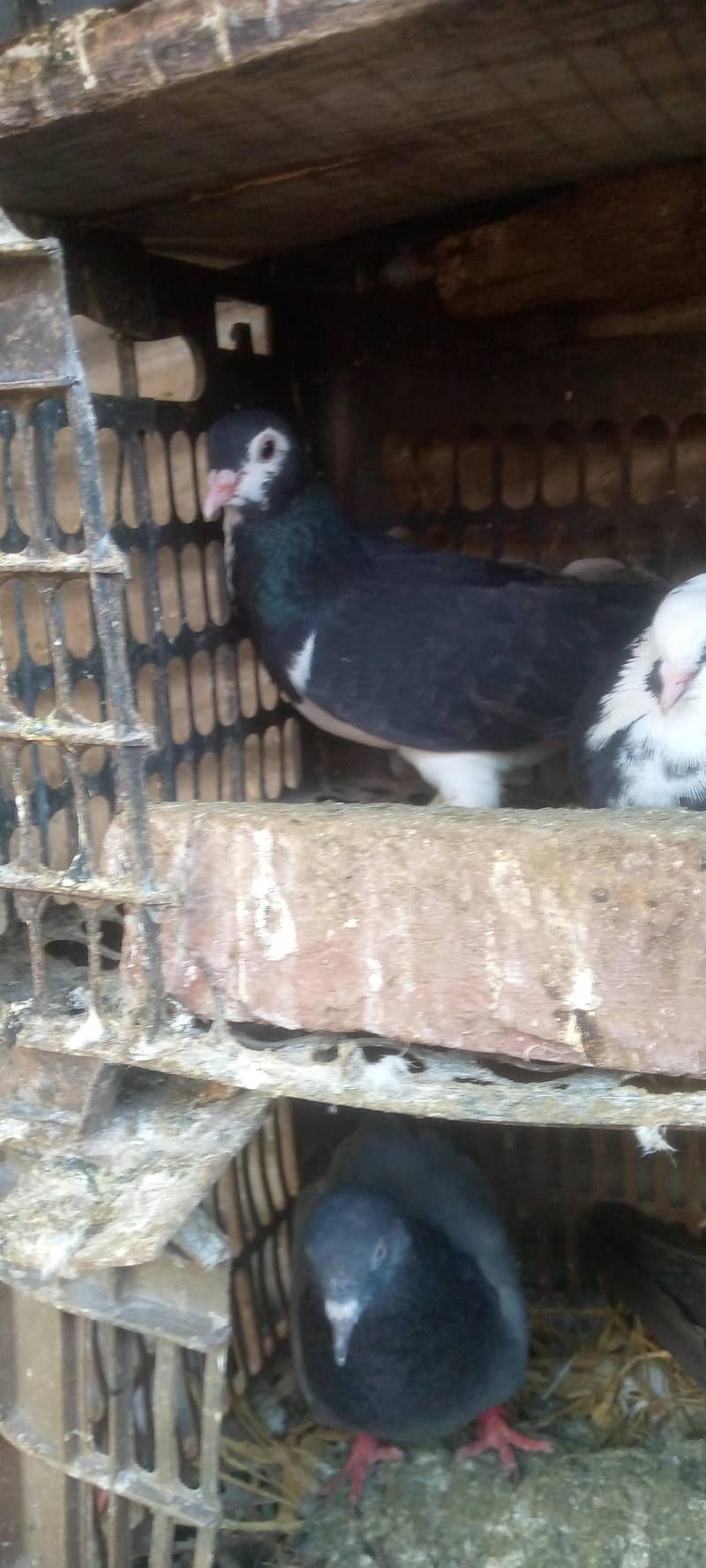 کبوتر فور سیل 3