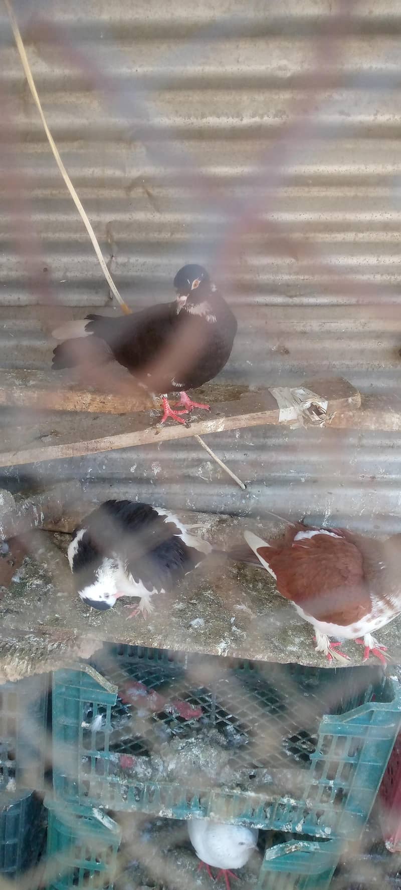 کبوتر فور سیل 4