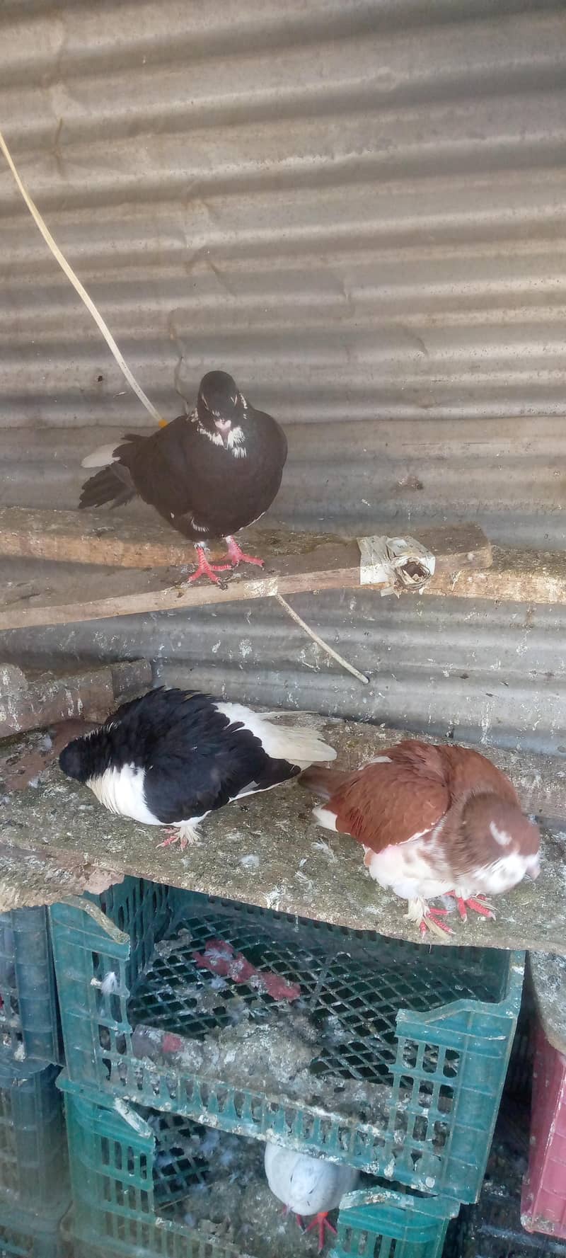 کبوتر فور سیل 5