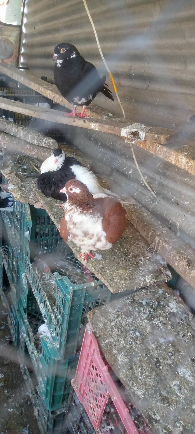 کبوتر فور سیل 6