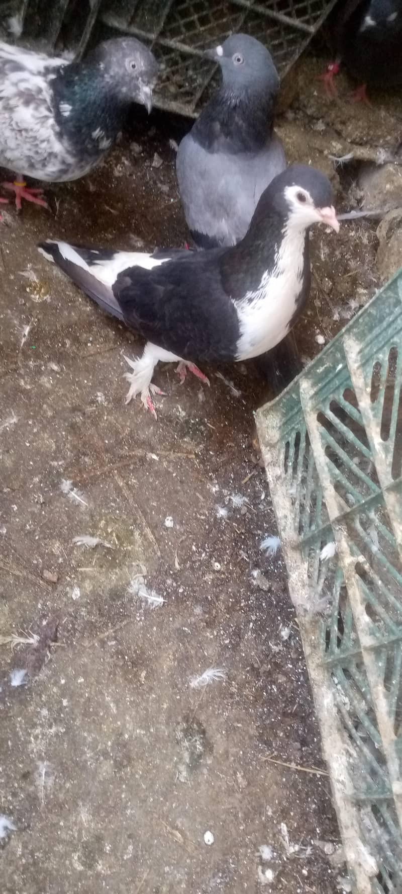 کبوتر فور سیل 7