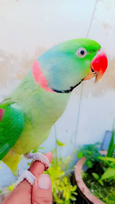 full taking krta hy  watsap pe phely vedio Dekho