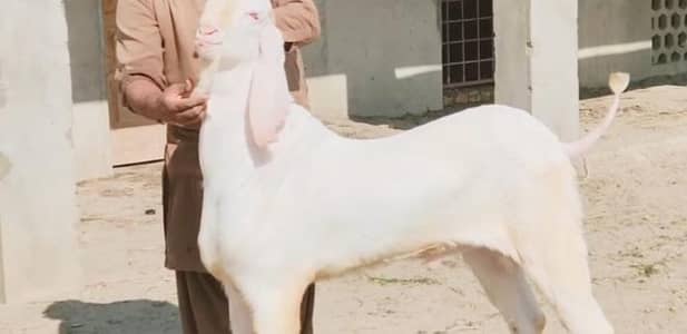 qurbani ke liye Bakra for sale.   03102729869