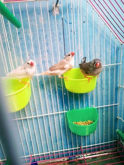 Zebra Finches Available