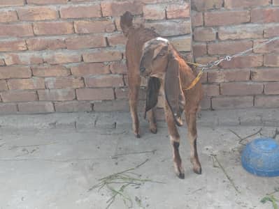 Baby Goat (female) for sale.
