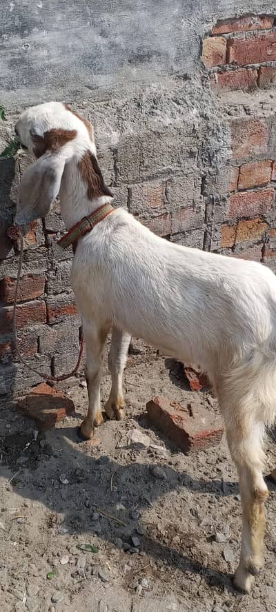 dogli muni path for sell