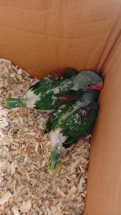 2 raw chicks on hand feed healthy active