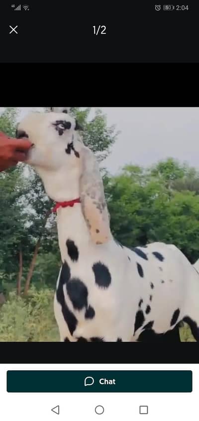 Bakra for sale,,, 03102729869